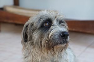 unser Haushund Mousy