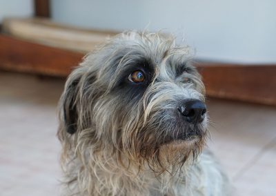 unser Haushund Mousy