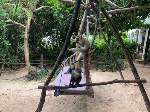 unsere Affennachbarn