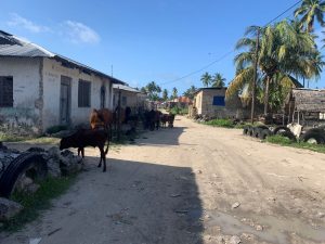 die Kühe wohnen mitten im Dorf Bwejuu