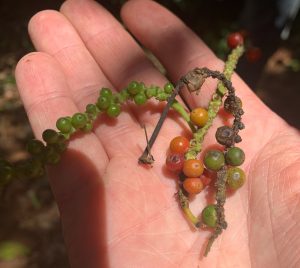 Pfeffer in verschiedenen Reifegraden