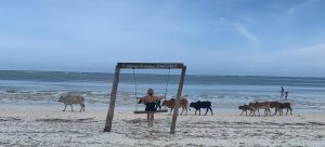 diese Schaukel bietet viel Abwechslung