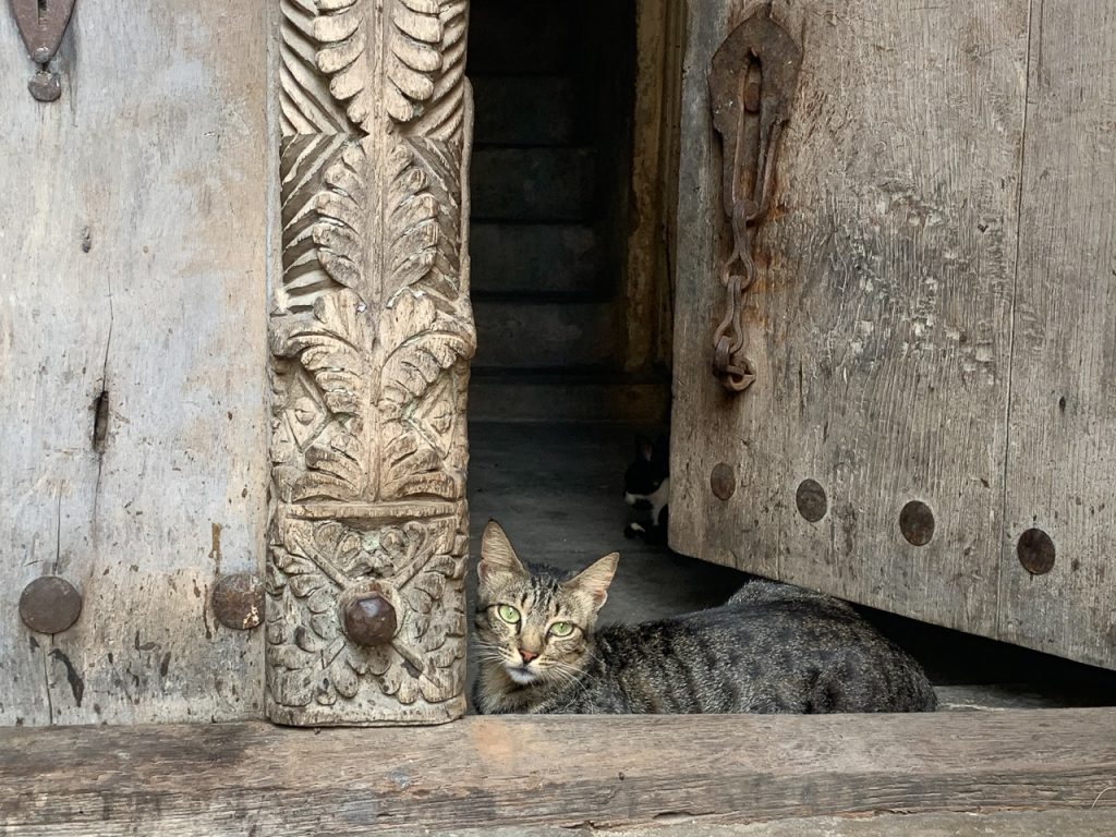 Katze an Tür